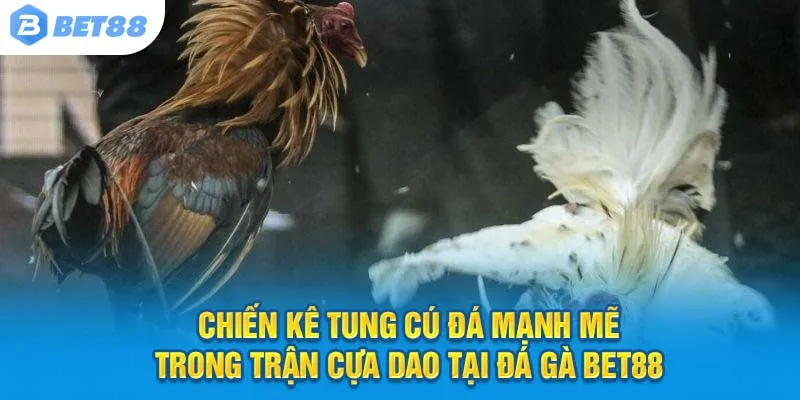 Chiến kê tung cú đá mạnh mẽ trong trận cựa dao tại Đá gà Bet88